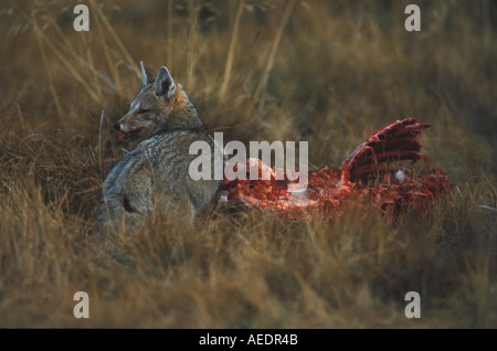 L'alimentation du renard gris de Patagonie à carcasse Banque D'Images