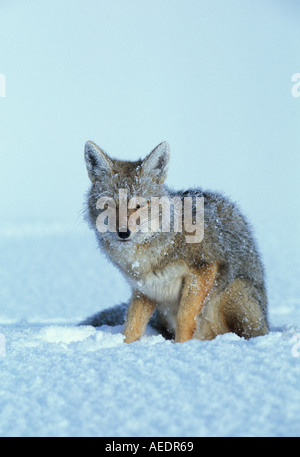 Gray Fox sitting in snow Banque D'Images