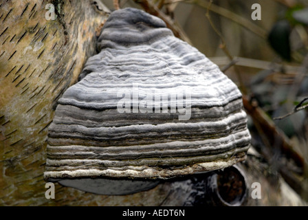 Horse hoof Fomes fomentarius - champignon. Ce champignon en question n'en a l'air d'un sabot du cheval. Banque D'Images