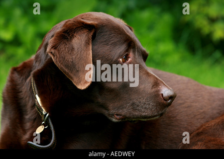 Chien Labrador brun chocolat, Labrador Banque D'Images