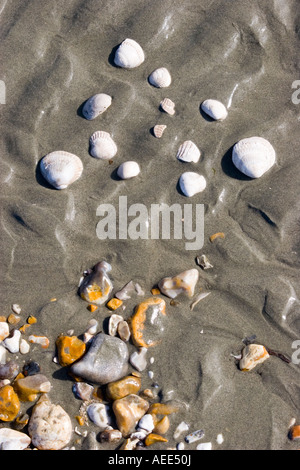 Les fossiles recueillis sur la plage de Bracklesham Bay West Sussex Banque D'Images