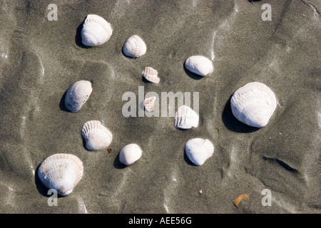 Les fossiles recueillis sur la plage de Bracklesham Bay West Sussex Banque D'Images