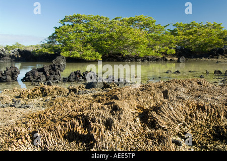 Coraux exposés après le soulèvement des terres en 1954 &1994 mangrove Laguncularia racemosa blanc sur l'arrière-plan Urvina Bay Îles Galápagos Banque D'Images