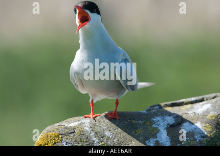 Sterne arctique (Sterna paradisea) composant le comité permanent sur les rochers avec la solarisation incrustées de Xanthoria parietina lichen Iles Farne UK Banque D'Images