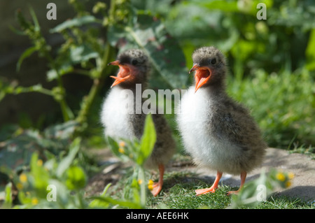 Sterne arctique (Sterna paradisea) poussins mendier de la nourriture des îles Farne Juin Angleterre Northumberland Banque D'Images