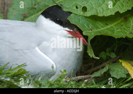 Sterne arctique (Sterna paradisea) œufs en incubation îles Farne Juin Angleterre Northumberland Banque D'Images