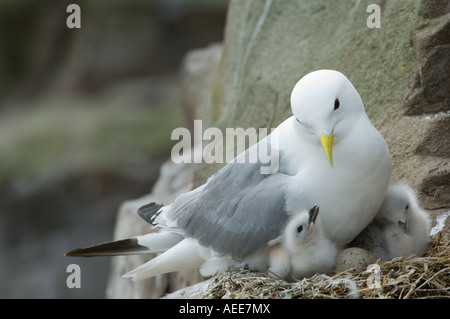 Mouette tridactyle (Rissa tridactyla) parent avec deux jeunes et les îles Farne falaise de la côte de Northumberland England UK Juin Banque D'Images