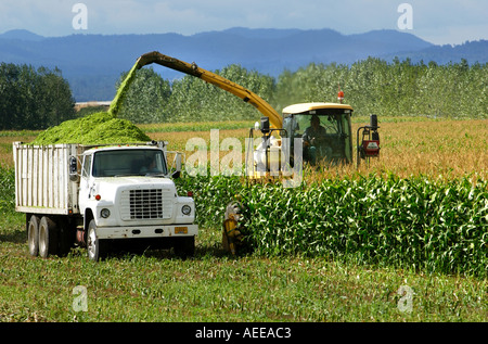 L'agriculture de l'Oregon. Moissonneuse-batteuse sur la récolte agricole champ de maïs. Banque D'Images