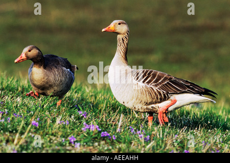 Oies cendrées (Anser anser) paire walking in flower meadow Banque D'Images