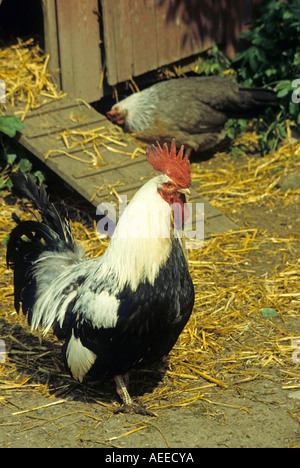 Poulet domestique coq Dorking Banque D'Images