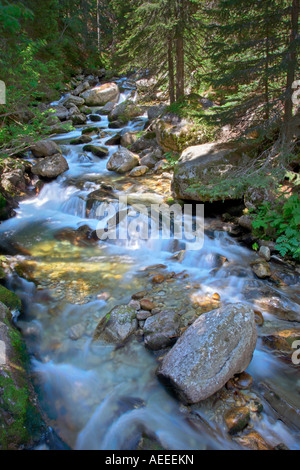 Rivière à travers la forêt Banque D'Images