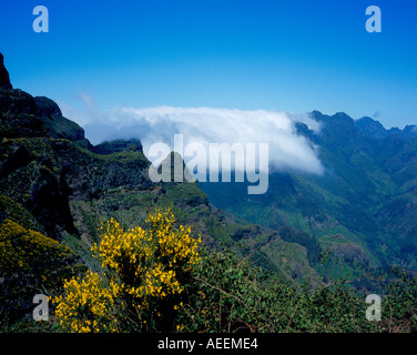 Balai jaune sur les montagnes de Paul da Serra Portugal Madère l'Europe. Photo par Willy Matheisl Banque D'Images