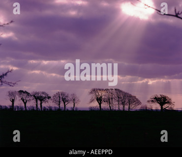 Une ligne d'arbres silouetted avec le soleil percer un ciel violet Banque D'Images