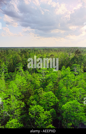 En vue d'Okefenokee National Wildlife Refuge dans l'état de Géorgie, aux États-Unis. Une forêt pousse de l'eau marais noir Banque D'Images