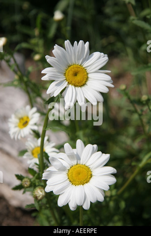 Marguerites Shasta Banque D'Images