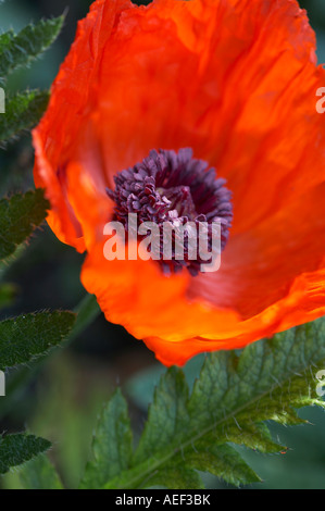 Pavot d'Orient rouge fleur Papaver orientale Banque D'Images