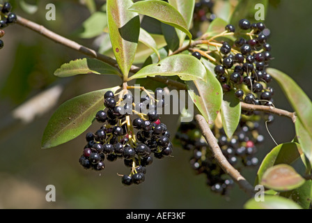 Ardisia marlberry escallonioides plante indigène de la Floride Banque D'Images