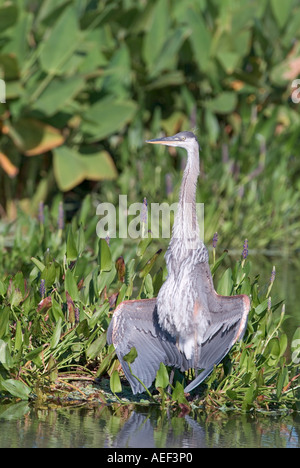 Grand héron Ardea herodias de l'ampleur pour sécher les ailes déployées sécher wet Banque D'Images