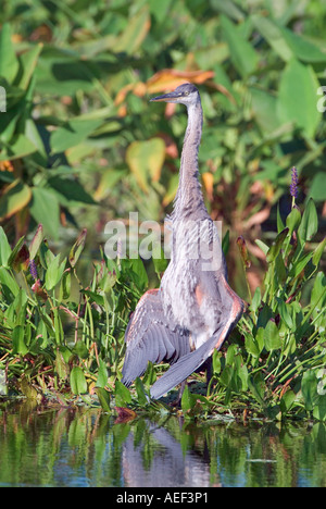Grand héron Ardea herodias de l'ampleur pour sécher les ailes déployées sécher sur le comportement des oiseaux humide Banque D'Images