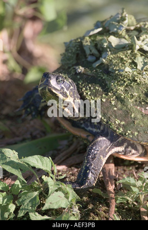 Cooter commun Pseudemys floridana zones humides zones humides Chrysemys ...