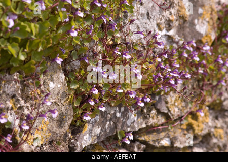 Linaire à feuilles de lierre Cymbalaria muralis accroché à et de plus en plus de pierre wall numéro 2496 Banque D'Images