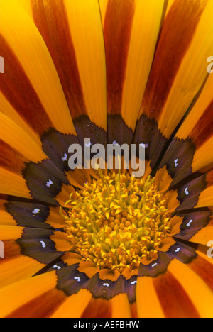 Close-up of orange fleur Gazania Banque D'Images