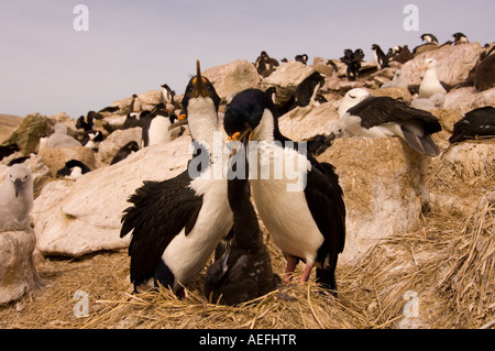 Aigrettes Phalacrocorax atriceps cormorans aux yeux bleus ou nourrir leur poussin nouvelle île Malouines Océan Atlantique Sud Banque D'Images