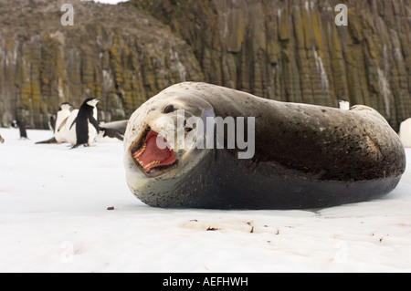 Gamla Pygoscelis antarctica et leopard seal Hydrurga leptonyx sur la glace de l'Antarctique, îles Shetland du Sud Banque D'Images