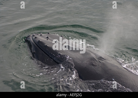 Baleine à bosse Megaptera novaeangliae batifoler dans les eaux au large de la péninsule Antarctique l'Antarctique de l'ouest Banque D'Images