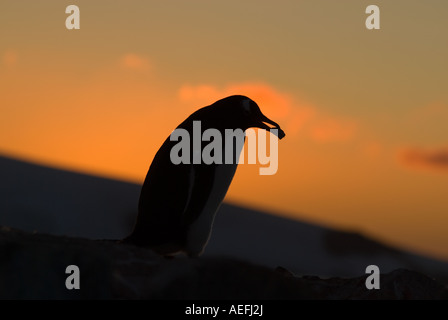 Gentoo pingouin Pygoscelis papua transportant une pierre de son nid au coucher du soleil l'ouest de Péninsule Antarctique Antarctique Banque D'Images