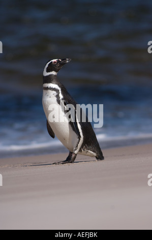 Magellanic penguin Spheniscus magellanicus le long d'une plage sur l'Océan Atlantique du sud Iles Falkland Banque D'Images