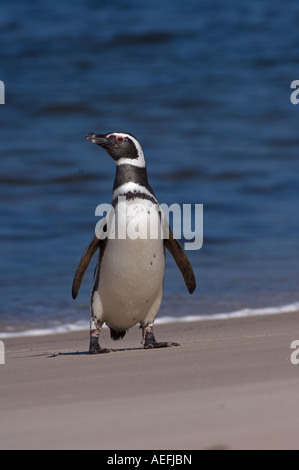 Magellanic penguin Spheniscus magellanicus le long d'une plage sur l'Océan Atlantique du sud Iles Falkland Banque D'Images