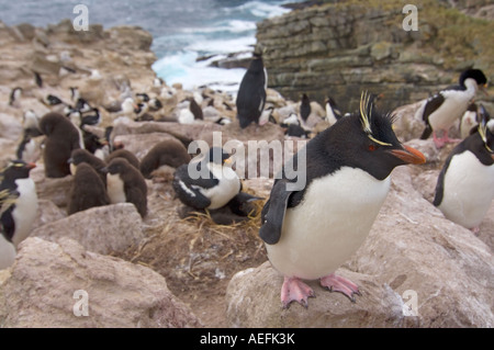 Penguin macaroni Eudyptes chrysolophus sur nouvelle île Malouines Océan Atlantique Sud Banque D'Images