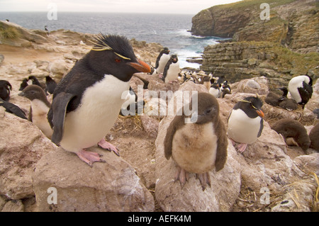 Penguin macaroni Eudyptes chrysolophus avec chick sur nouvelle île Malouines Océan Atlantique Sud Banque D'Images