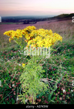 Plus Dandilions Detling Banque D'Images