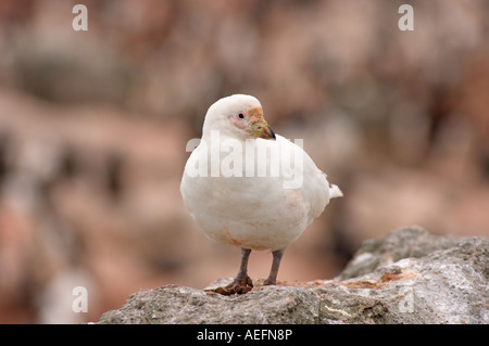 Sheathbill neigeux Chionis alba le long de la péninsule Antarctique de l'ouest de l'océan du Sud Banque D'Images