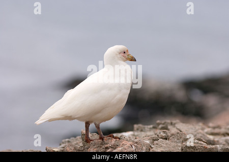 Sheathbill neigeux Chionis alba le long de la péninsule Antarctique de l'ouest de l'océan du Sud Banque D'Images