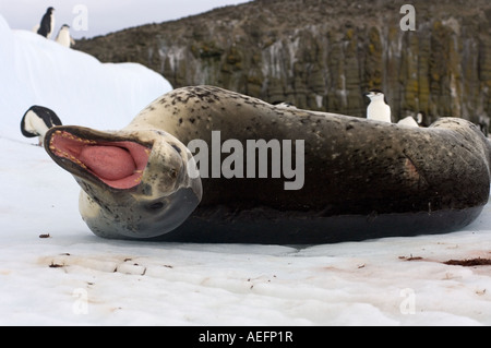 Gamla Pygoscelis antarctica et leopard seal sur un iceberg au large des îles Shetland du Sud Antarctique Banque D'Images