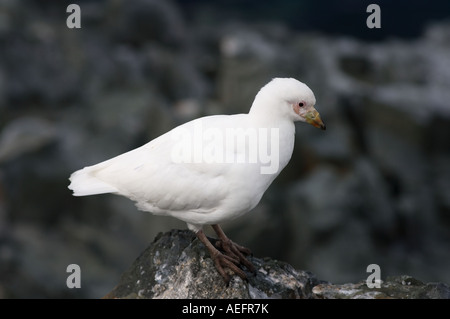 Sheathbill neigeux Chionis alba le long de la péninsule Antarctique de l'ouest de l'océan du Sud Banque D'Images