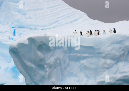 Gamla Pygoscelis antarctica et manchots Pygoscelis papua sur un iceberg au large de l'Antarctique de l'ouest Banque D'Images