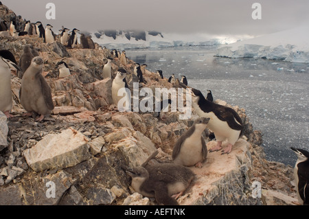 Manchot à jugulaire Pygoscelis antarctica colonie le long de la péninsule Antarctique de l'ouest de l'océan Antarctique Banque D'Images