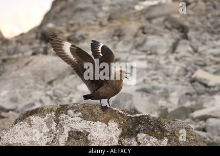 Brown skua Catharacta skua Antarctique Antarctique ou le long de la péninsule Antarctique de l'ouest de l'océan du Sud Banque D'Images