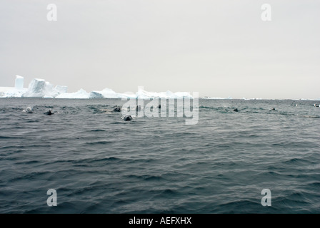 Les phoques crabiers Lobodon carcinophaga se nourrissant d'une école de krill dans les eaux au large de la péninsule Antarctique de l'ouest Banque D'Images