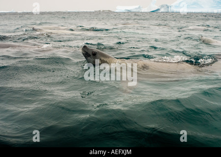 Les phoques crabiers Lobodon carcinophaga se nourrissant d'une école de krill dans les eaux au large de la péninsule Antarctique de l'ouest Banque D'Images