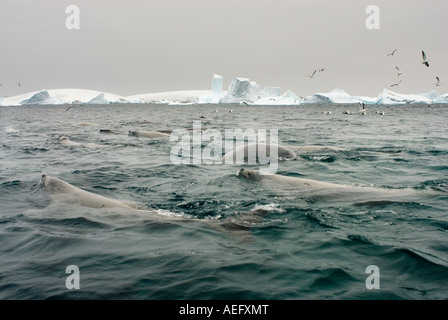 Lobodon carcinophaga les phoques crabiers et les goélands se nourrissent d'une école de krill dans les eaux au large de la péninsule Antarctique de l'ouest Banque D'Images