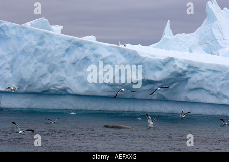 Lobodon carcinophaga les phoques crabiers et les goélands se nourrissent d'une école de krill dans les eaux au large de l'Antarctique de l'ouest Banque D'Images