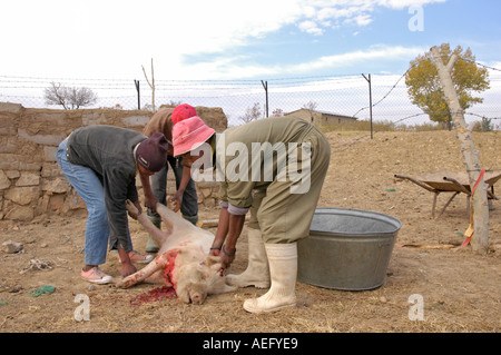 Un porc d'abattage dans les régions rurales de l'Afrique Lesotho Banque D'Images