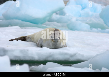 Les phoques crabiers Lobodon carcinophaga reposant sur une casserole d'eau salée de la glace de mer au large de la péninsule Antarctique de l'ouest Banque D'Images