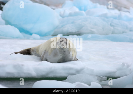 Les phoques crabiers Lobodon carcinophaga reposant sur une casserole d'eau salée de la glace de mer au large de la péninsule Antarctique de l'ouest Banque D'Images