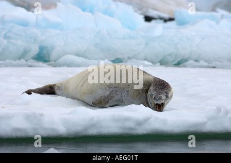 Les phoques crabiers Lobodon carcinophaga reposant sur une casserole d'eau salée de la glace de mer au large de la péninsule Antarctique de l'ouest Banque D'Images